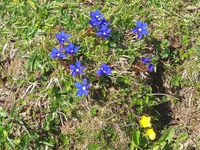 fr&uuml;hlingsblumen am berg